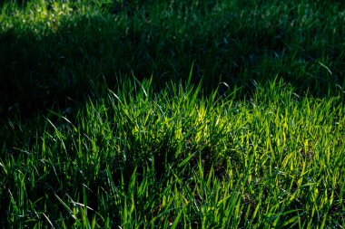 Yakından bakınca yeşil çimen