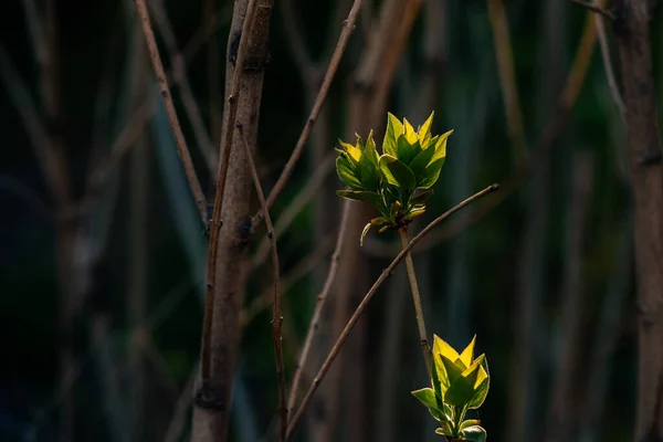 First Green Spring Leaves Sunlight — Stock Photo, Image