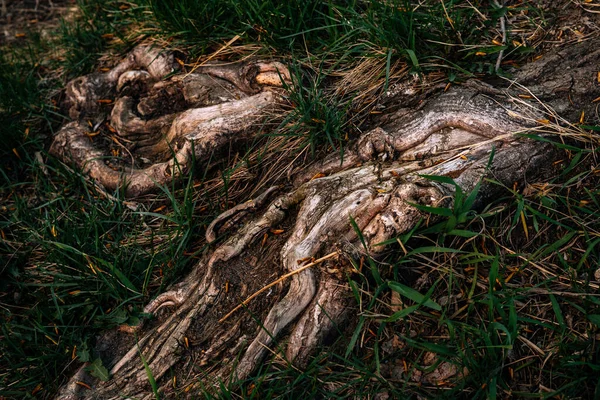 Large Tree Roots Grass — Stock Photo, Image