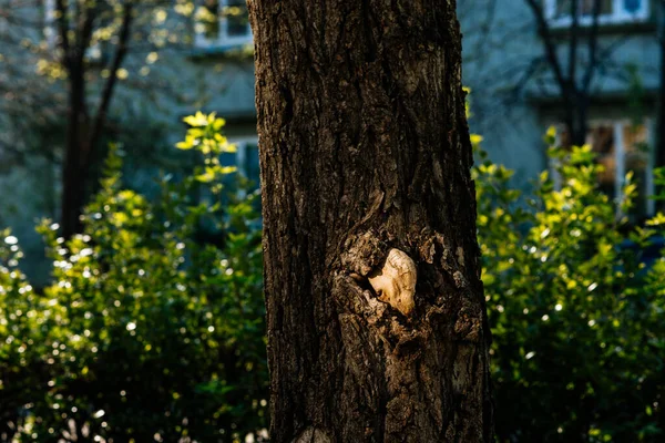 Tree Bark Sunlight — Stock Photo, Image