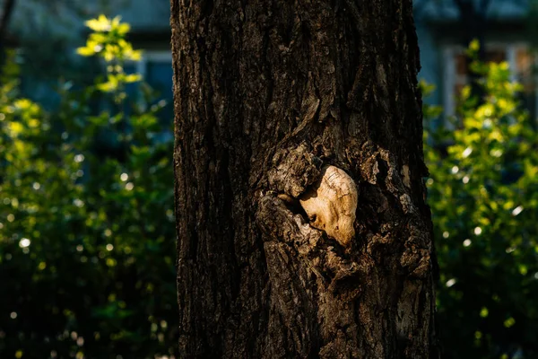 Tree Bark Sunlight — Stock Photo, Image