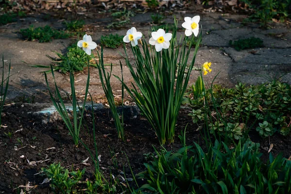 Narcisi Bianchi Giardino Immersi Nel Verde — Foto Stock