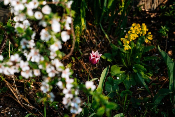 Rosa Tulpaner Trädgården Det Gröna — Stockfoto