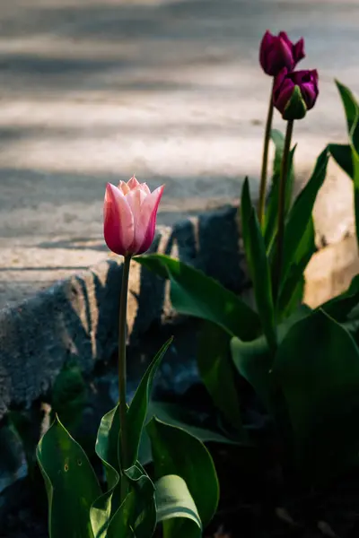 Tulipes Roses Dans Jardin Dans Vert — Photo