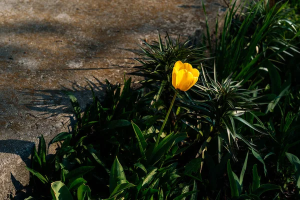 Tulipanes Amarillos Jardín Verde —  Fotos de Stock