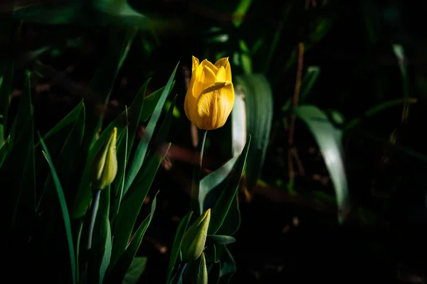 Gele Tulpen Tuin Het Groen — Stockfoto