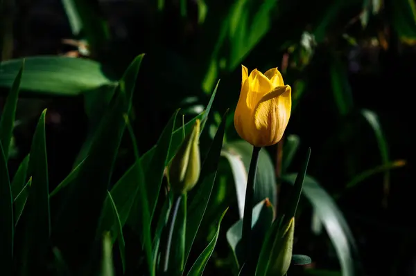 Tulipes Jaunes Dans Jardin Dans Vert — Photo