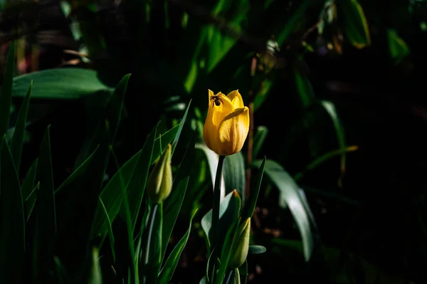 Tulipes Jaunes Dans Jardin Dans Vert — Photo