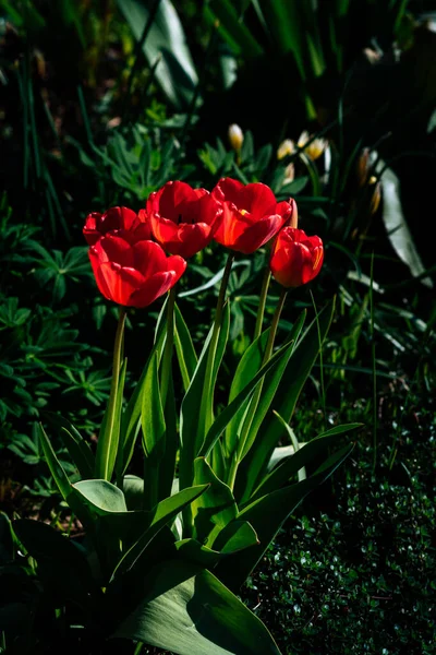 Tulipes Rouges Dans Jardin Dans Vert — Photo