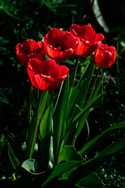 Tulipes Rouges Dans Jardin Dans Vert — Photo