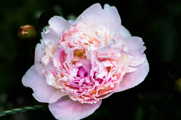Blommande Rosa Pion Grönska — Stockfoto