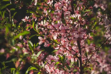 Çiçekli pembe bademler, yakın plan. Yumuşak arkaplan.