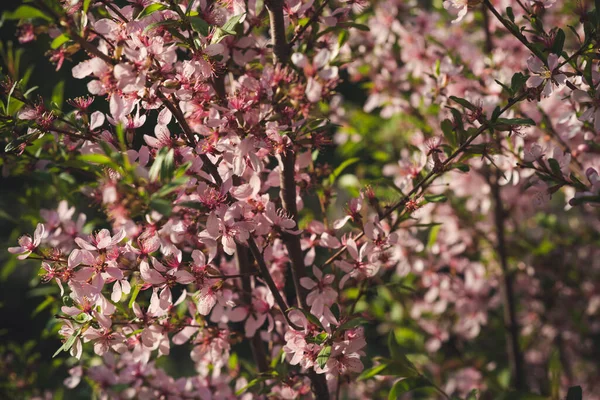 Gros Plan Sur Les Amandes Roses Fleurs Contexte Appel Offres — Photo