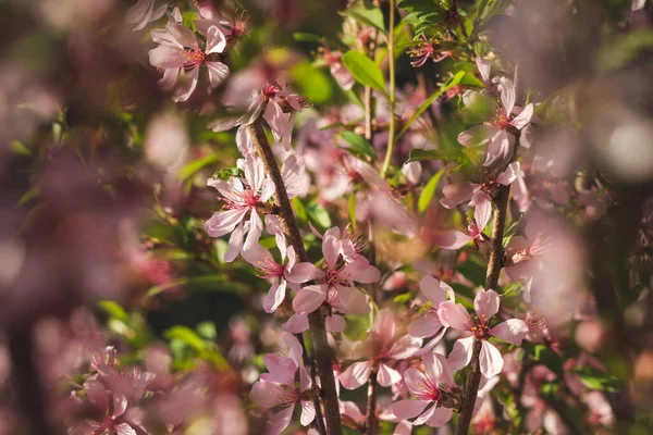 Gros Plan Sur Les Amandes Roses Fleurs Contexte Appel Offres — Photo