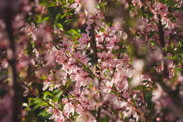 Gros Plan Sur Les Amandes Roses Fleurs Contexte Appel Offres — Photo