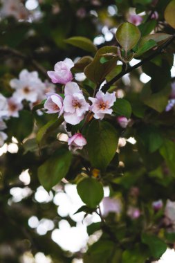 Çiçekli pembe elma ağacı. Yumuşak arkaplan.