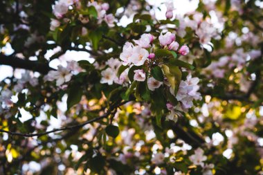 Çiçekli pembe elma ağacı. Yumuşak arkaplan.