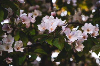 Çiçekli pembe elma ağacı. Yumuşak arkaplan.