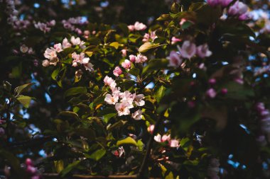 Çiçekli pembe elma ağacı. Yumuşak arkaplan.