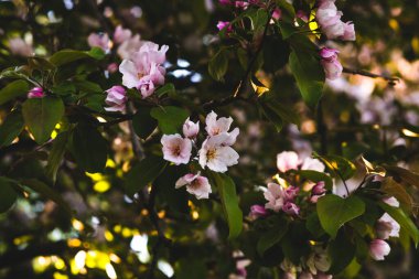 Çiçekli pembe elma ağacı. Yumuşak arkaplan.