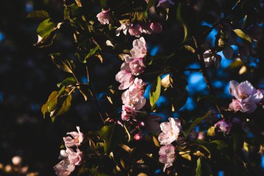 Çiçekli pembe elma ağacı. Yumuşak arkaplan.