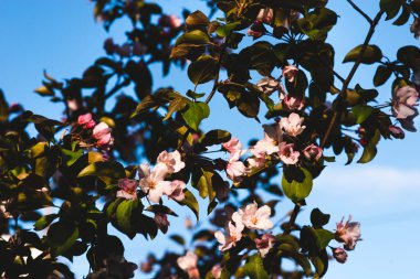 Çiçekli pembe elma ağacı. Yumuşak arkaplan.