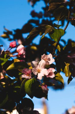 Çiçekli pembe elma ağacı. Yumuşak arkaplan.