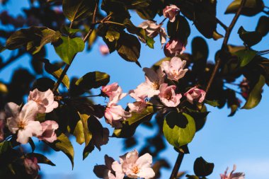 Çiçekli pembe elma ağacı. Yumuşak arkaplan.