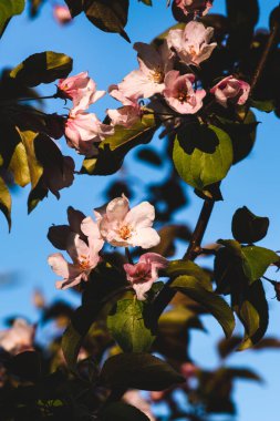 Çiçekli pembe elma ağacı. Yumuşak arkaplan.