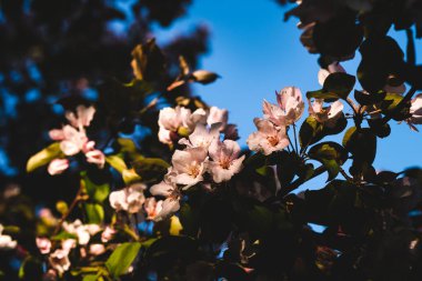 Çiçekli pembe elma ağacı. Yumuşak arkaplan.
