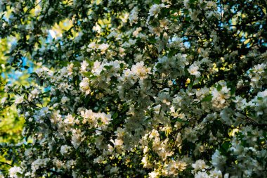 Güneşli bir günde çiçek açan beyaz elma ağacı