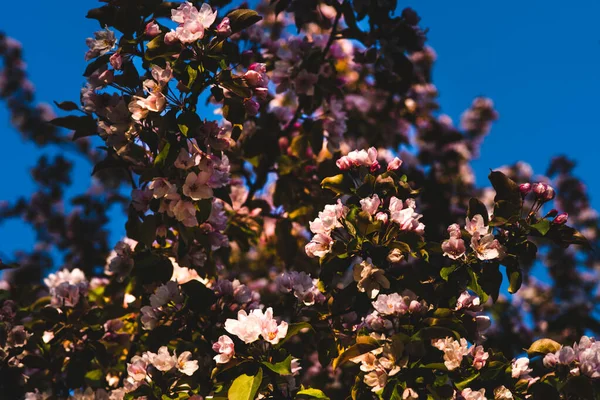 Pommier Rose Fleurs Contexte Appel Offres — Photo