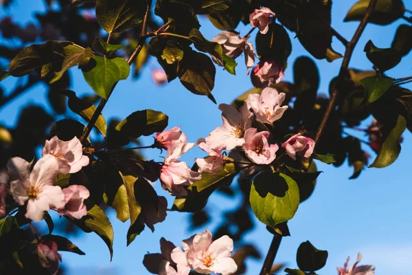 Çiçekli pembe elma ağacı. Yumuşak arkaplan.