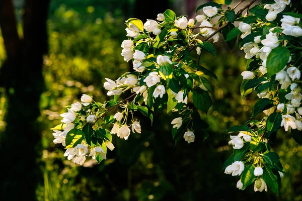 Pommier Blanc Fleurs Par Une Journée Ensoleillée — Photo