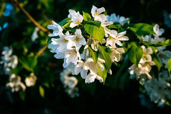 Pommier Blanc Fleurs Par Une Journée Ensoleillée — Photo