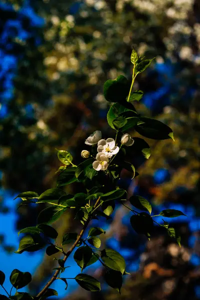 艳阳天开花结果的白色苹果树 — 图库照片