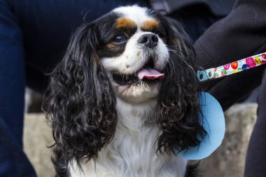 Şövalye Kral Charles Spaniel