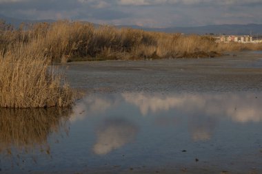 Quartu: Molentargius - Sardunya bölgesel Park içinde tuz tava, genel bakış