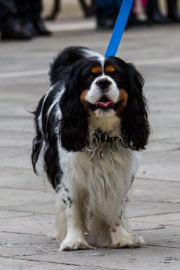 Cagliari, İtalya - 6 Mart 2016: Exma - Sardunya 