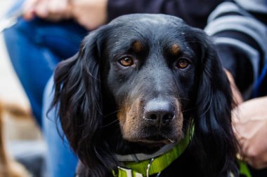 Cagliari, İtalya - 6 Mart 2016: Exma - Sardunya 