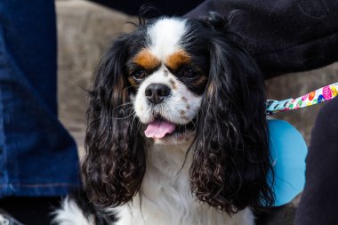 Cagliari, İtalya - 6 Mart 2016: Exma - Sardunya 