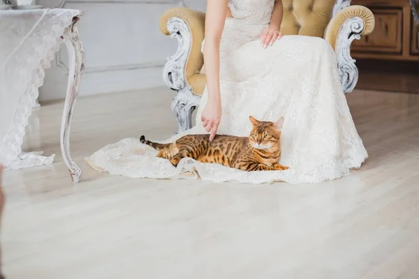 The bengal cat sits near bride