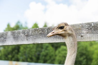 Devekuşu yere yürümek