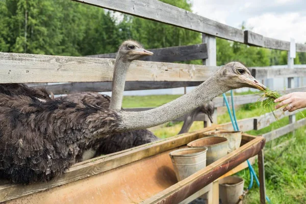 Кормление страуса на ферме — стоковое фото