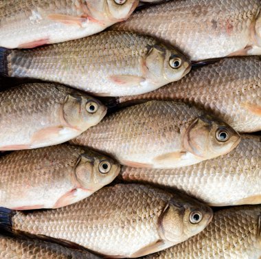 Canlı balık (sazan). Taze av. Üst teki görüş. Yakın çekim