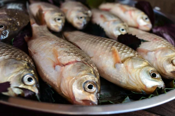 Live fish (carp). Fresh catch.  Close up — Stock Photo, Image