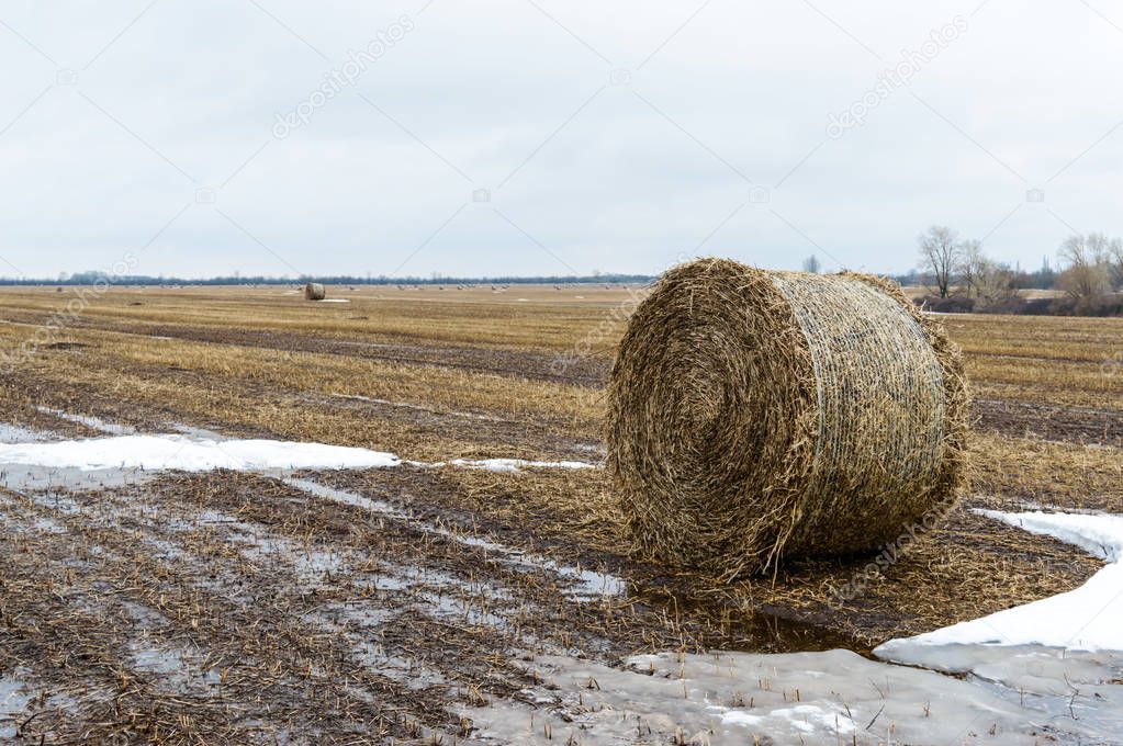 The straw left on the field after the grain harvest, the formation of the dense rolls for use as a fuel, the production of pellets and briquettes.