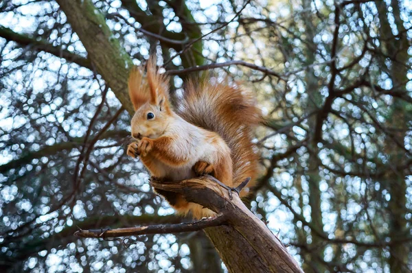 Scoiattolo ordinario, arancione, seduto su un albero e mangia. Stagione fredda. Zona del parco. Foresta . — Foto Stock