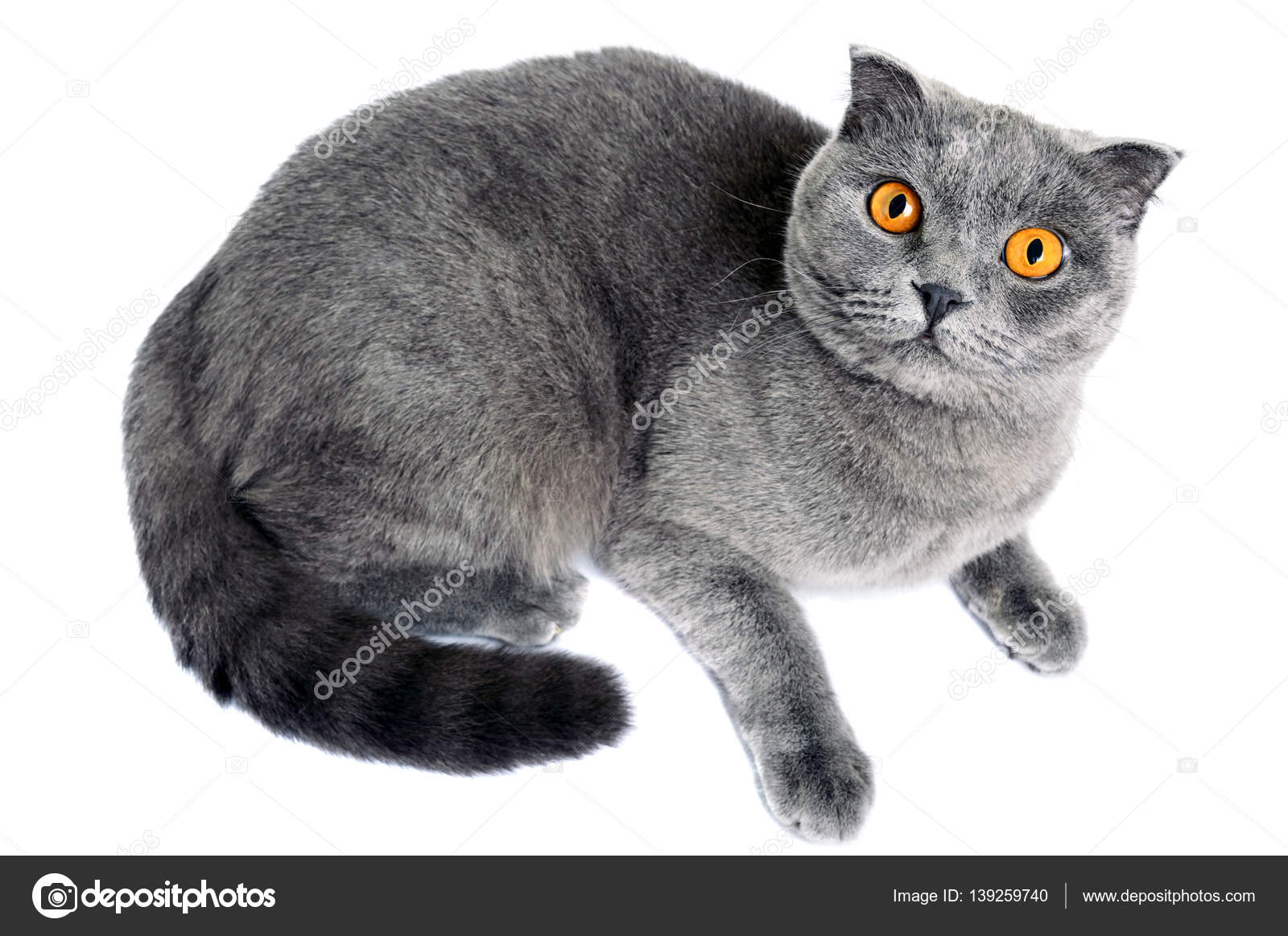 Szary Kot Rasa Scottish Fold Leży I Uważnie Od Dołu W Izolacji