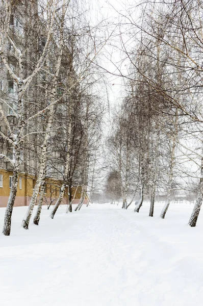Snowy winter landscape of the city. The path in the snow between the trees (birch) near the blocks of flats. — Stock Photo, Image
